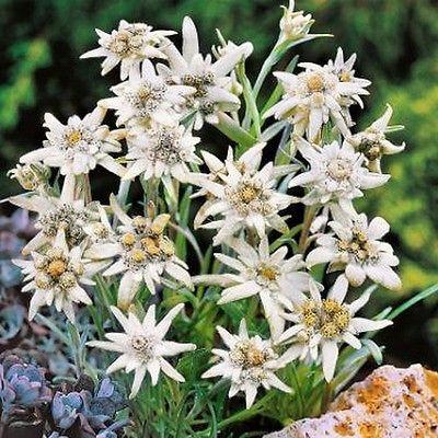Edelweiss: Mountain Blooms